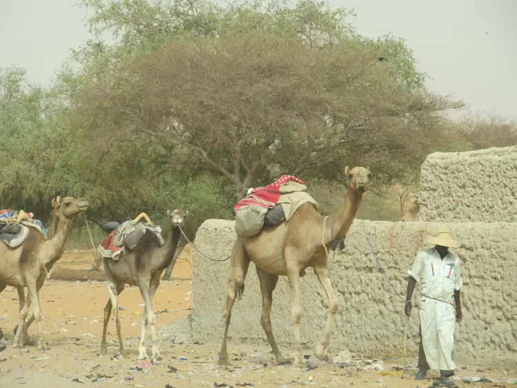 kaɍimowa (faransa: chameaux; ingilisingilisi: camels)
