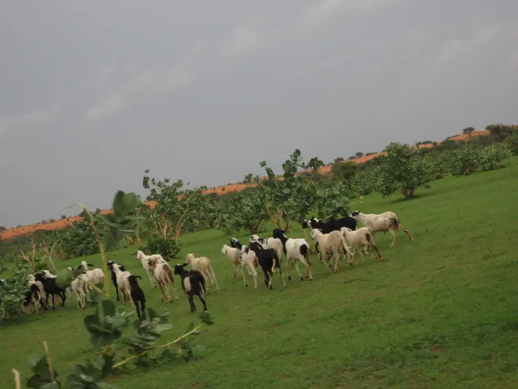 kaniya-a dimiya-a (faransa: moutons et chèvres; ingilisingilisi: sheep and goats)